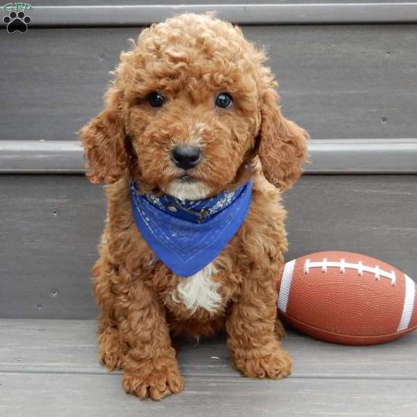 Milo, Mini Goldendoodle Puppy