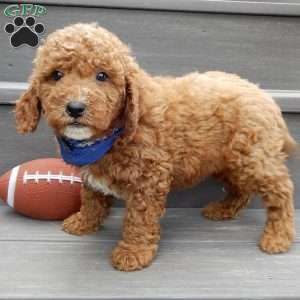 Milo, Mini Goldendoodle Puppy