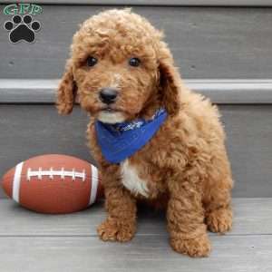 Milo, Mini Goldendoodle Puppy