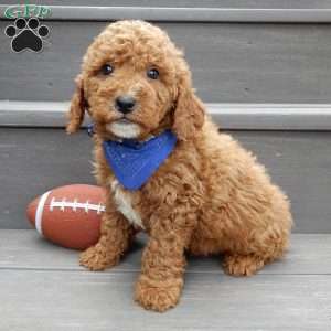 Milo, Mini Goldendoodle Puppy