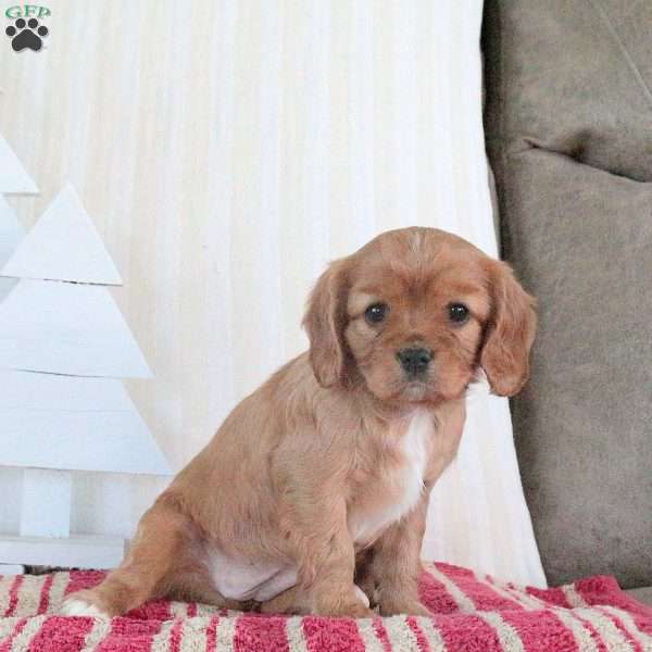 Rachel, Cavalier King Charles Spaniel Puppy