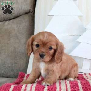 Rachel, Cavalier King Charles Spaniel Puppy