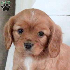 Rachel, Cavalier King Charles Spaniel Puppy