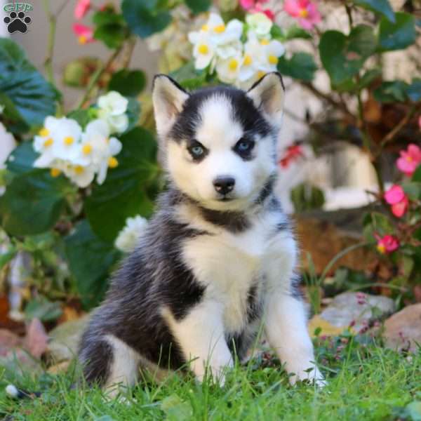 Rachel, Siberian Husky Puppy