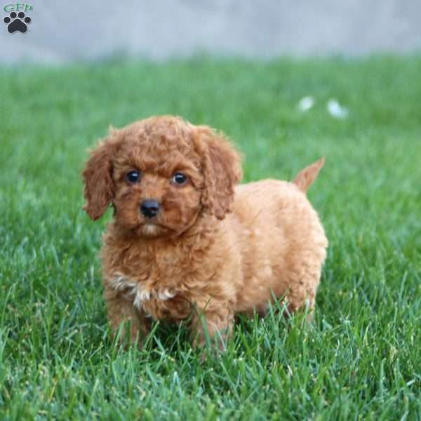 Rachel, Cockapoo Puppy