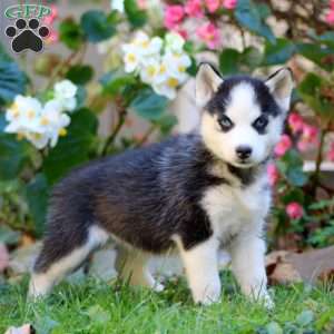 Rachel, Siberian Husky Puppy