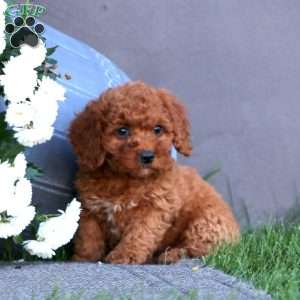 Rachel, Cockapoo Puppy