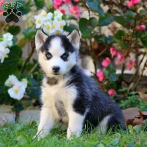 Rachel, Siberian Husky Puppy