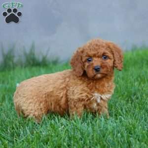 Rachel, Cockapoo Puppy