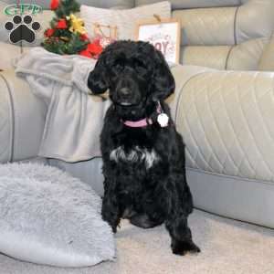 Gabriel, Portuguese Water Dog Puppy