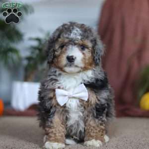 Rambo, Mini Bernedoodle Puppy