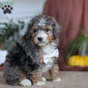 Rambo, Mini Bernedoodle Puppy