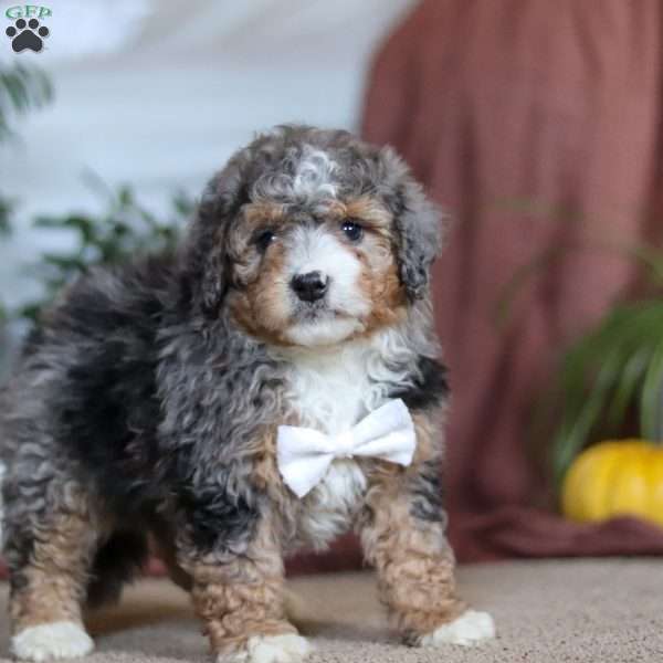 Rambo, Mini Bernedoodle Puppy