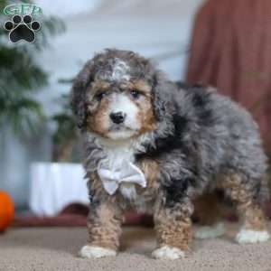 Rambo, Mini Bernedoodle Puppy