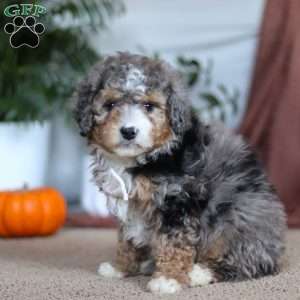 Rambo, Mini Bernedoodle Puppy