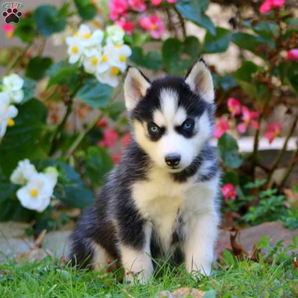 Randy, Siberian Husky Puppy