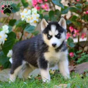 Randy, Siberian Husky Puppy