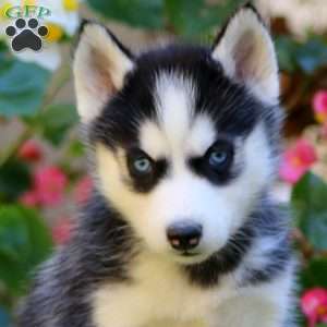 Randy, Siberian Husky Puppy