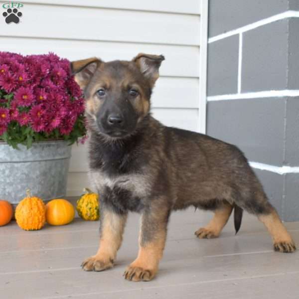 Ranger, German Shepherd Puppy
