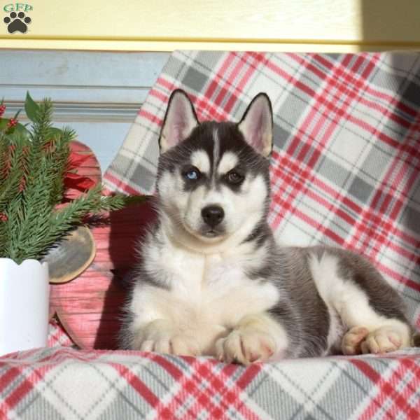 Ranger, Siberian Husky Puppy