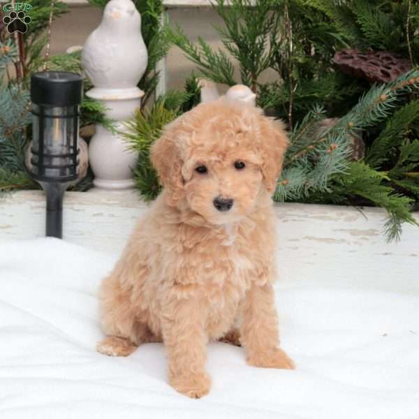 Ranger, Bich-Poo Puppy