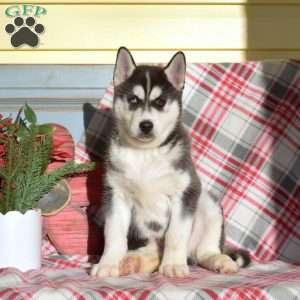Ranger, Siberian Husky Puppy