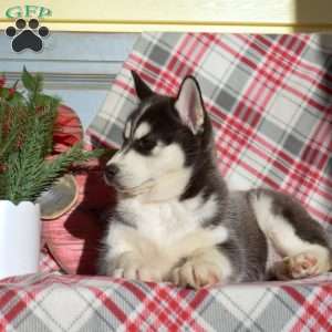 Ranger, Siberian Husky Puppy
