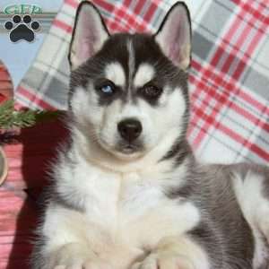 Ranger, Siberian Husky Puppy