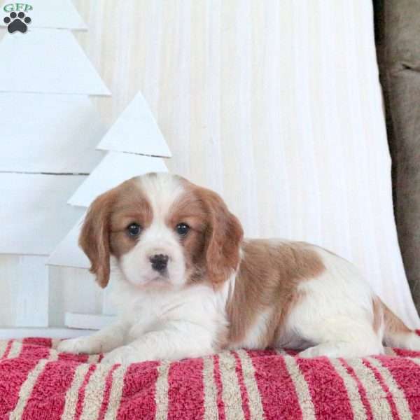 Rascal, Cavalier King Charles Spaniel Puppy