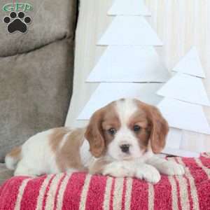 Rascal, Cavalier King Charles Spaniel Puppy