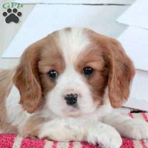 Rascal, Cavalier King Charles Spaniel Puppy