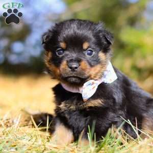 Raven, Rottweiler Puppy