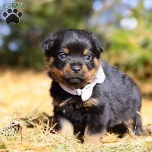 Raven, Rottweiler Puppy