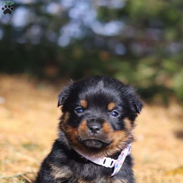 Raven, Rottweiler Puppy