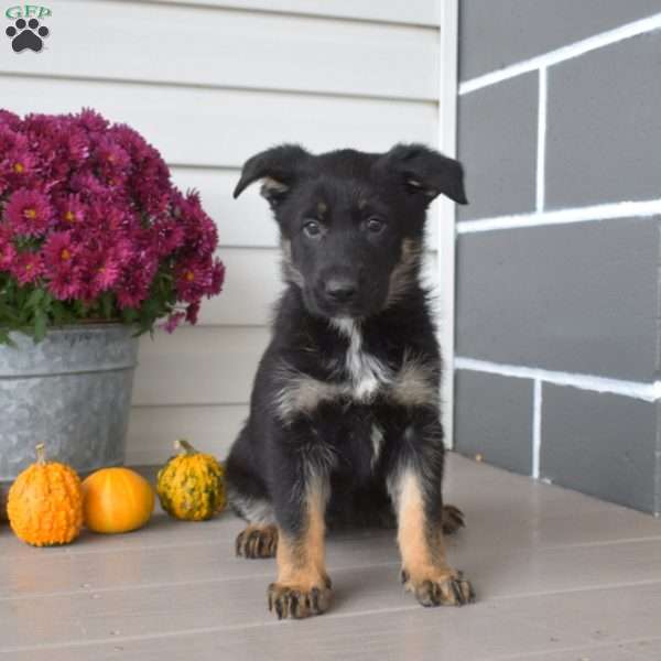 Raven, German Shepherd Puppy