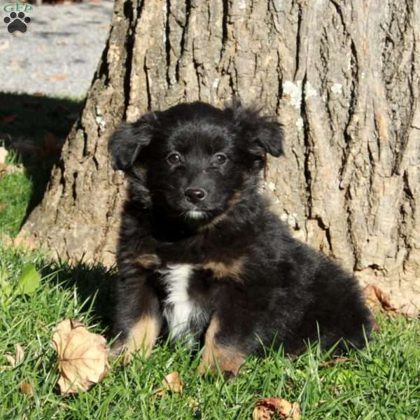 Raven, Australian Shepherd Puppy