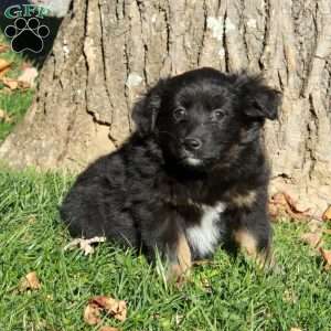 Raven, Australian Shepherd Puppy