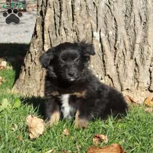 Raven, Australian Shepherd Puppy