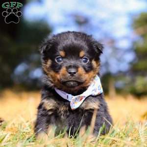 Raven, Rottweiler Puppy