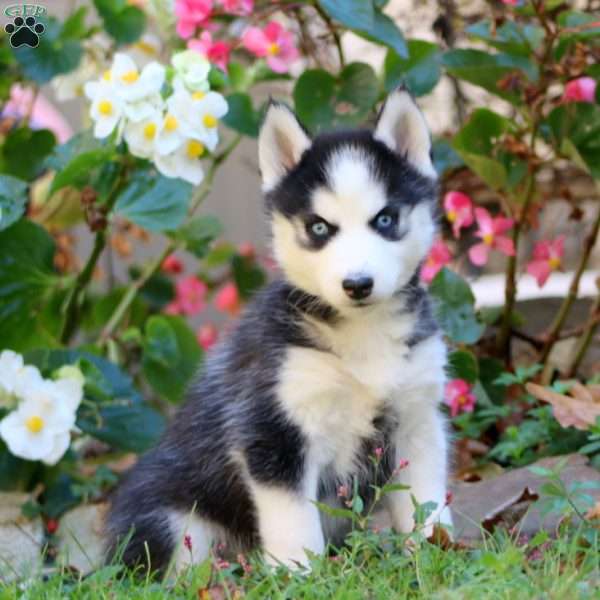 Rayna, Siberian Husky Puppy