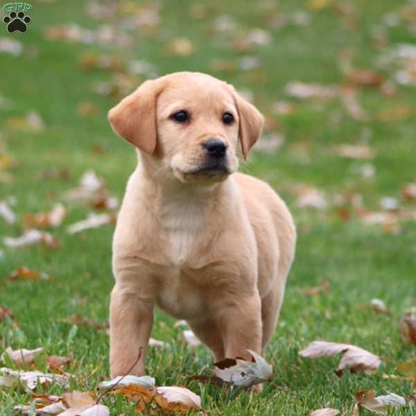 Rayna, Yellow Labrador Retriever Puppy