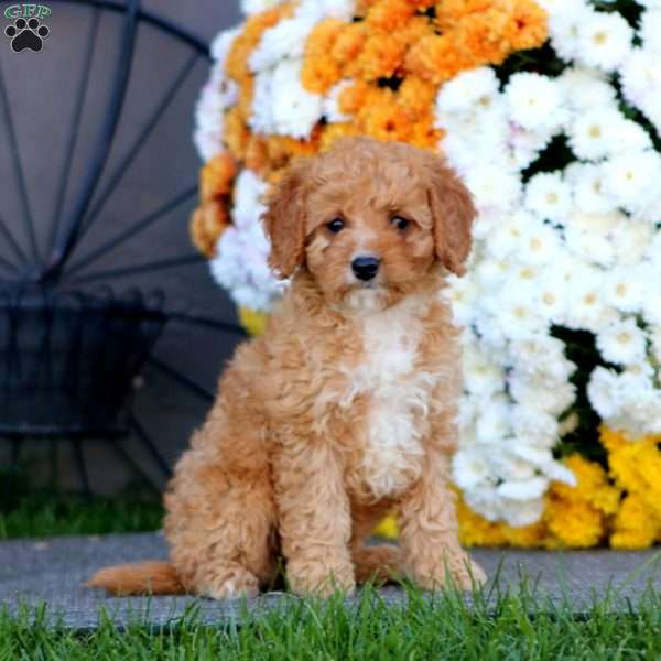 Rayna, Cockapoo Puppy