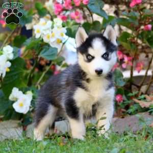 Rayna, Siberian Husky Puppy