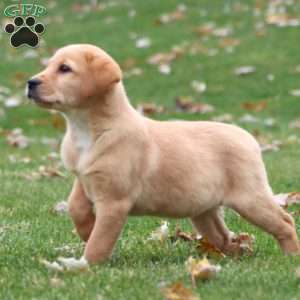 Rayna, Yellow Labrador Retriever Puppy