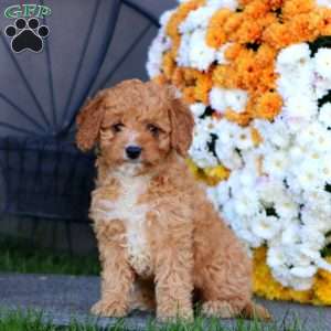 Rayna, Cockapoo Puppy