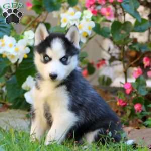 Rayna, Siberian Husky Puppy