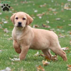 Rayna, Yellow Labrador Retriever Puppy