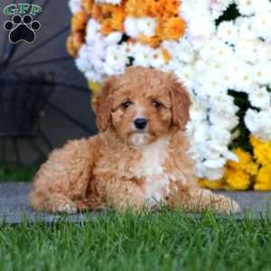 Rayna, Cockapoo Puppy