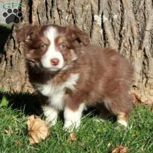 Reagan, Australian Shepherd Puppy