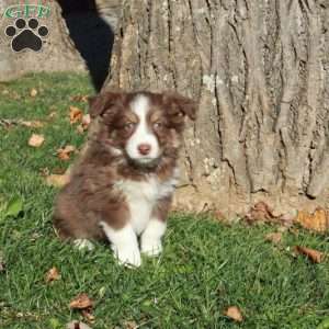 Reagan, Australian Shepherd Puppy